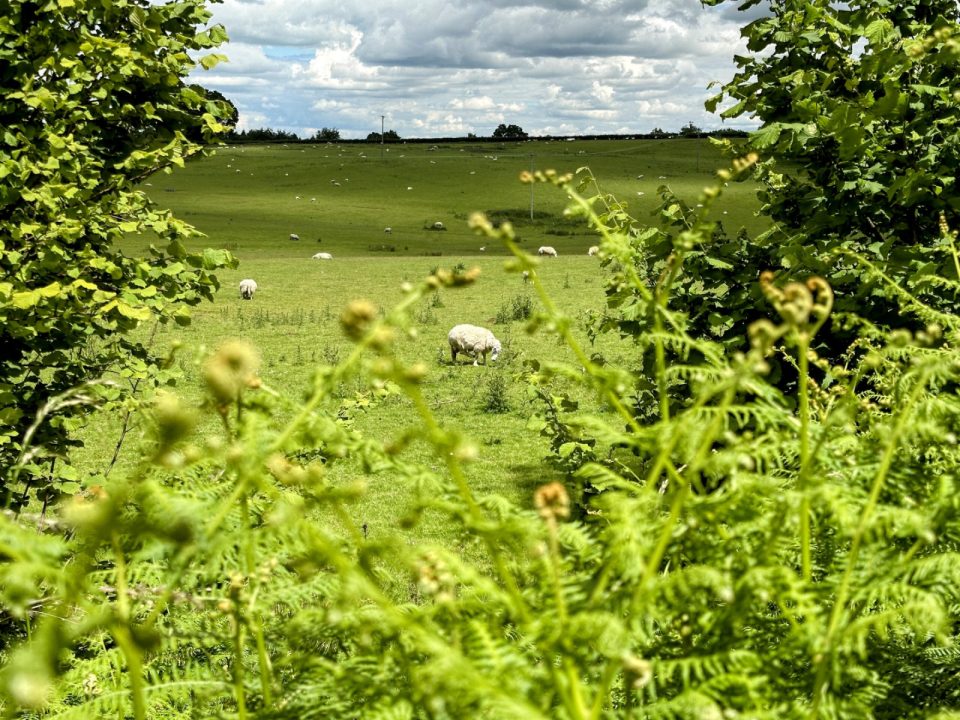 Sheep grazing in a green field, seen through a gap in the ferns.